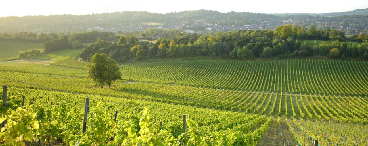 Denbies Vineyard Hotel Dorking Extérieur photo