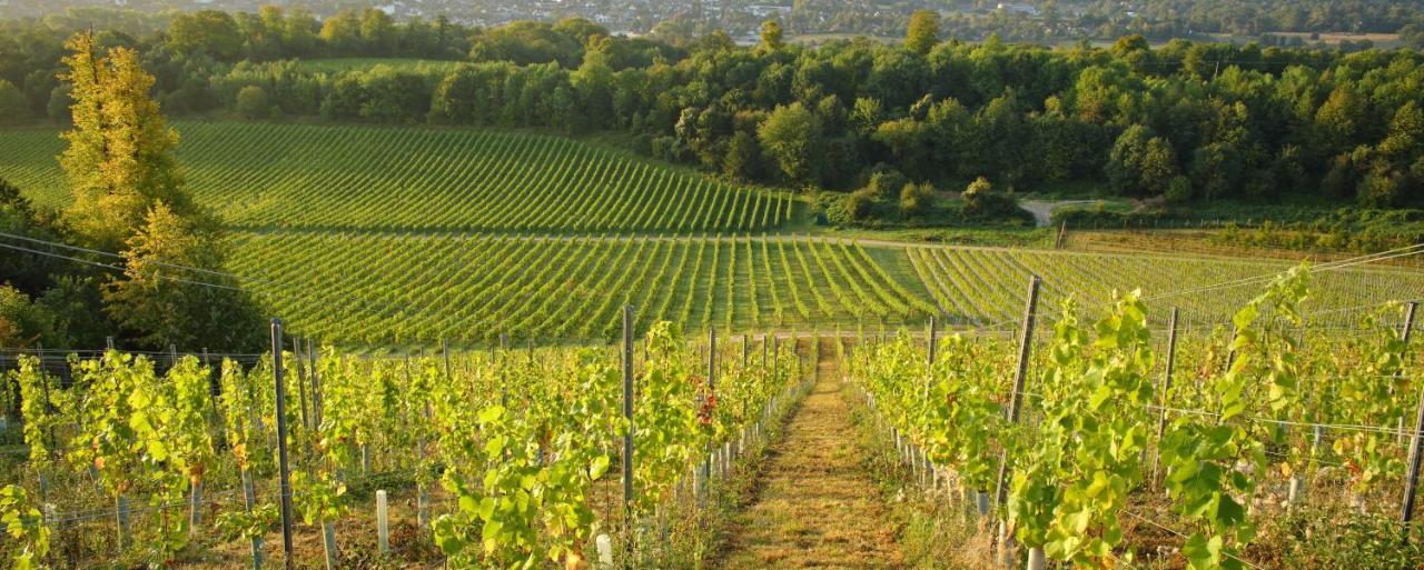 Denbies Vineyard Hotel Dorking Extérieur photo